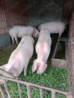 Porci de vânzare! - imagine 3