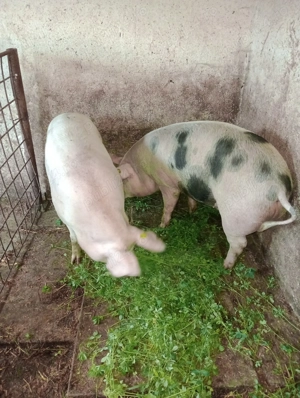 Porci de vânzare! - imagine 4