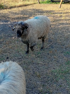 Berbeci miori de vânzare  - imagine 3