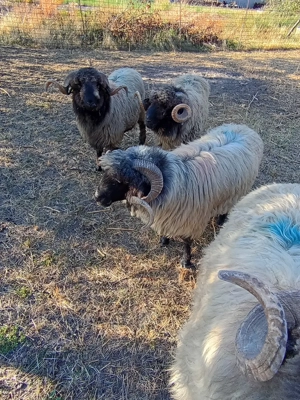 Berbeci miori de vânzare 