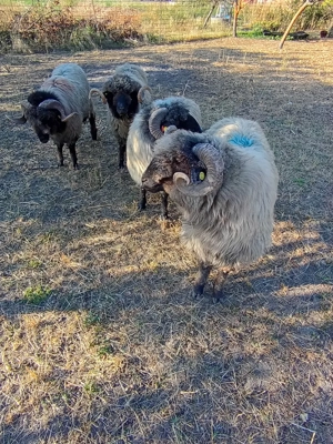 Berbeci miori de vânzare  - imagine 2