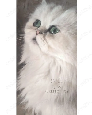 Persan   persană Chinchilla cu pedigree- pereche