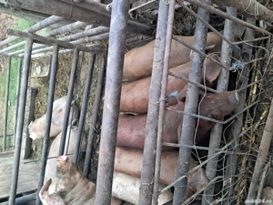 vand 5 porci pentru crestere - imagine 3 vand 5 porci pentru crestere - imagine 3