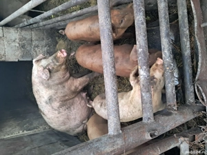 vand 5 porci pentru crestere - imagine 2 vand 5 porci pentru crestere - imagine 2