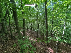 CASA-teren-PADURE-pasune Parva, jud  BN - imagine 10