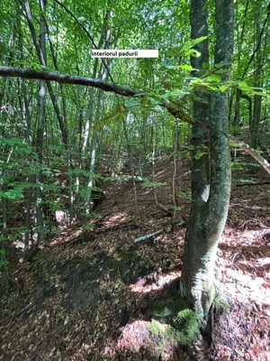 CASA-teren-PADURE-pasune Parva, jud  BN - imagine 8