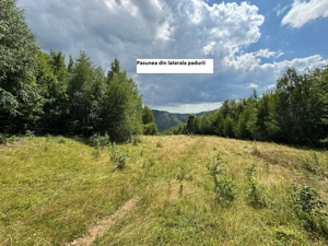 CASA-teren-PADURE-pasune Parva, jud  BN - imagine 4