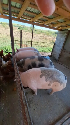 Porc de carne - imagine 2