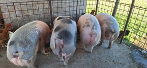 Porc de carne - imagine 3