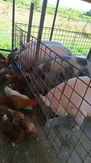 Porc de carne - imagine 4