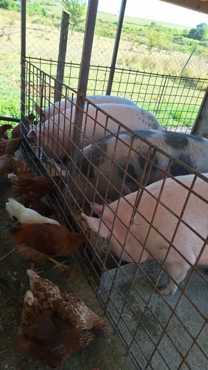 Porc de carne - imagine 5