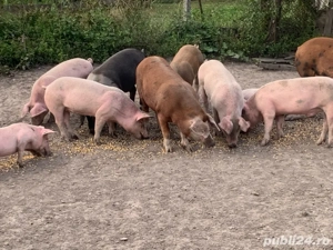 Godini de vânzare - imagine 2