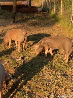 Godini de vânzare - imagine 4