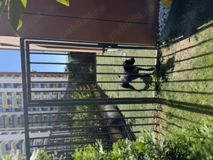 Apartament cu 3 camera + gradina cu vedere la padure - imagine 10