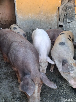 vand porci  - imagine 3 vand porci  - imagine 3