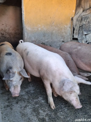 vand porci  - imagine 4 vand porci  - imagine 4