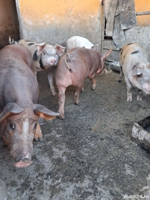 vand porci  - imagine 2 vand porci  - imagine 2