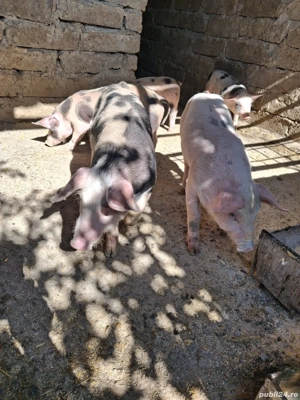 vand porci  - imagine 3 vand porci  - imagine 3