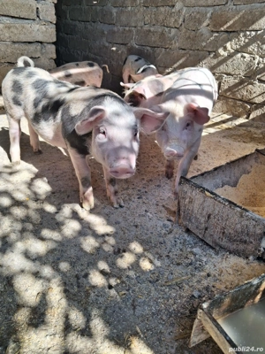 vand porci  - imagine 2 vand porci  - imagine 2