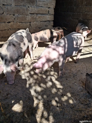 vand porci  - imagine 4 vand porci  - imagine 4