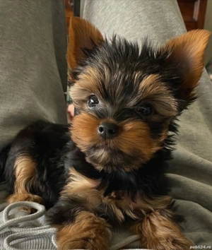 Yorkshire terrier talie mica 