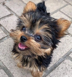 yorkshire terrier talie mica  - imagine 2