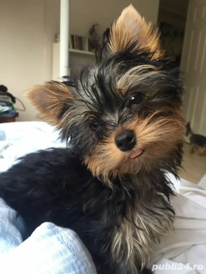 yorkshire terrier talie mica  - imagine 2