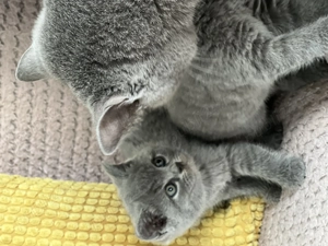 British shorhair - imagine 2