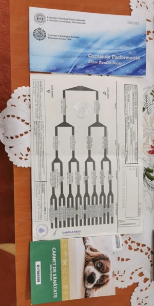 Ciobănesc de Bucovina  - imagine 4 Ciobănesc de Bucovina  - imagine 4