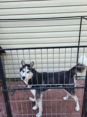 Donez caine Husky 4 ani si 8 luni