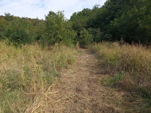 Bradisoru de Jos, Casa 14 Incaperi + Teren 1439MP - imagine 11