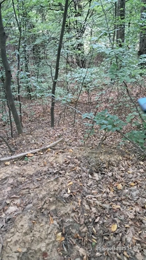 Vand padure pe dealul dintre Corbi si Bradulet Arges, 6500 mp. - imagine 10 Vand padure pe dealul dintre Corbi si Bradulet Arges, 6500 mp. - imagine 10