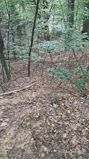 Vand padure pe dealul dintre Corbi si Bradulet Arges, 6500 mp. - imagine 3 Vand padure pe dealul dintre Corbi si Bradulet Arges, 6500 mp. - imagine 3