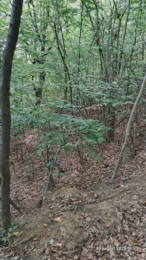 Vand padure pe dealul dintre Corbi si Bradulet Arges, 6500 mp. - imagine 6 Vand padure pe dealul dintre Corbi si Bradulet Arges, 6500 mp. - imagine 6