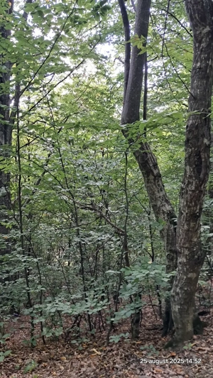 Vand padure pe dealul dintre Corbi si Bradulet Arges, 6500 mp. - imagine 2 Vand padure pe dealul dintre Corbi si Bradulet Arges, 6500 mp. - imagine 2