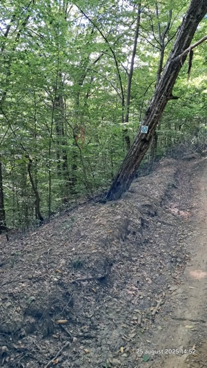 Vand padure pe dealul dintre Corbi si Bradulet Arges, 6500 mp. - imagine 9 Vand padure pe dealul dintre Corbi si Bradulet Arges, 6500 mp. - imagine 9