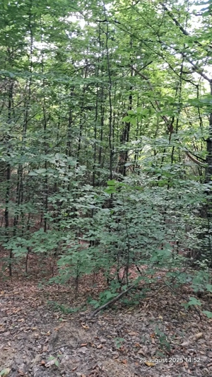 Vand padure pe dealul dintre Corbi si Bradulet Arges, 6500 mp.