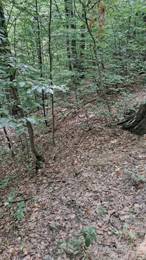 Vand padure pe dealul dintre Corbi si Bradulet Arges, 6500 mp. - imagine 8 Vand padure pe dealul dintre Corbi si Bradulet Arges, 6500 mp. - imagine 8