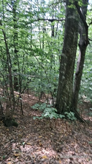 Vand padure pe dealul dintre Corbi si Bradulet Arges, 6500 mp. - imagine 5 Vand padure pe dealul dintre Corbi si Bradulet Arges, 6500 mp. - imagine 5