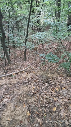 Vand padure pe dealul dintre Corbi si Bradulet Arges, 6500 mp. - imagine 4 Vand padure pe dealul dintre Corbi si Bradulet Arges, 6500 mp. - imagine 4