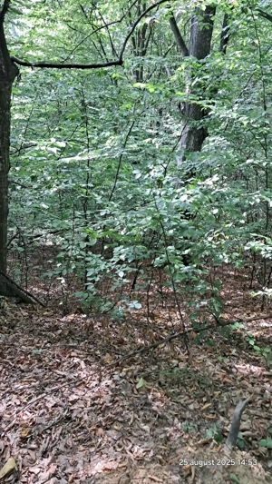 Vand padure pe dealul dintre Corbi si Bradulet Arges, 6500 mp. - imagine 7 Vand padure pe dealul dintre Corbi si Bradulet Arges, 6500 mp. - imagine 7