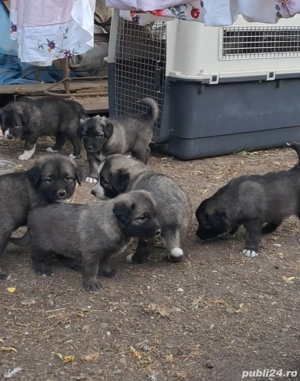 Ciobanesc Romanesc Carpatin  - imagine 2