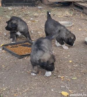 Ciobanesc Romanesc Carpatin  - imagine 4