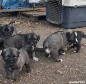 Ciobanesc Romanesc Carpatin  - imagine 3