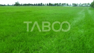 Teren intravilan deschidere 35 ml 7000mp in zona Industrial Vest Sibiu - imagine 2