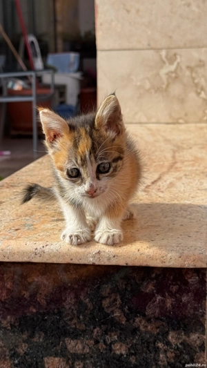 donez pisicuti  - imagine 2