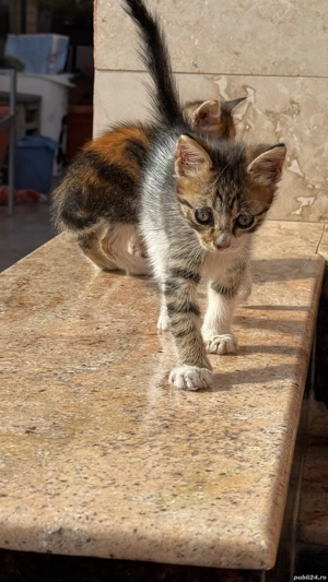 donez pisicuti  - imagine 5