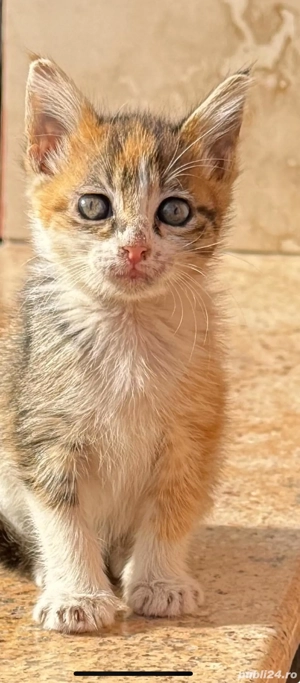 donez pisicuti  - imagine 3