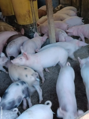 Purcei De Vânzare 17-35 kg 