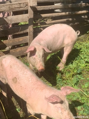 De vanzare mai multe detali la telefon